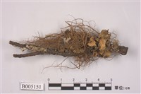 藏品(島衣屬)的圖片